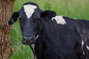 black and white cow