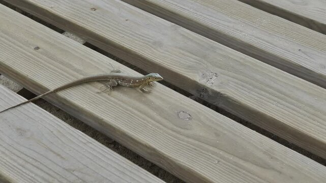 Eine kleine Echse sonnt sich auf den warmen Holzplanken und genie&szlig;t die Ruhe der Umgebung, w&auml;hrend die Textur des Holzes und das Licht eine harmonische Atmosph&auml;re schaffen.