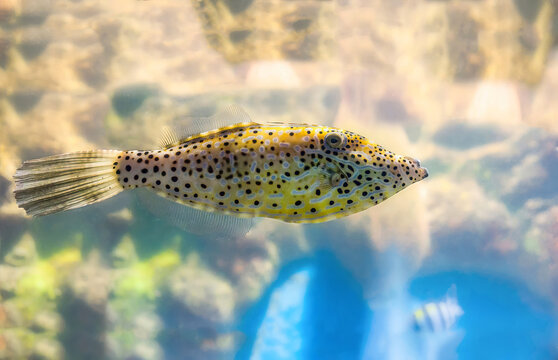 Scribbled leatherjacket filefish or Aluterus scriptus swimming in sea, side view