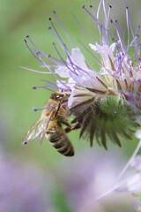 Honey bee collecting nectar from a blooming Phacelia flower. Pollination in action with delicate purple petals and green background. Macro shot of bee on a vibrant wildflower.