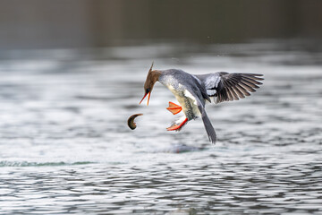 black headed gulls