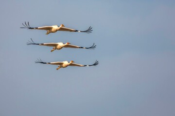 birds flying in the sky