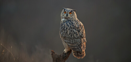 barn owl perched on branch