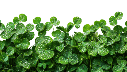 Refreshing clovers with raindrops nature greenery isolated on transparent background