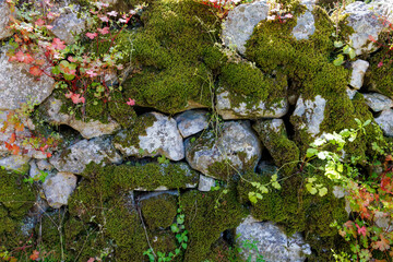 Trockenmauer mit Moos