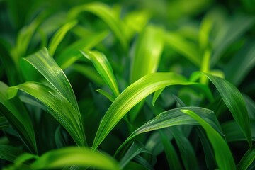 Obraz premium Lush green leaves create a vibrant, natural backdrop, showcasing the beauty and texture of healthy plant life.