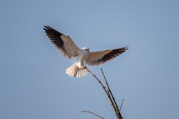 Fototapeta premium seagull flying in the sky