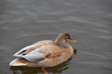 This is a leucistic mallard in water in cloudy day.