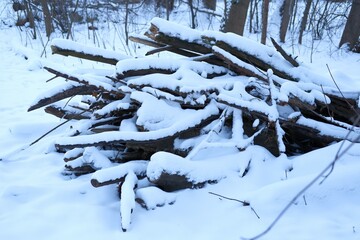 Pile of wood covered in snow in a winter forest. Cut and broken branches. Deforestation and preserving natural resources problem. Heating price problem and expensive firewood