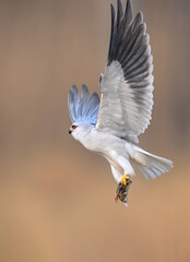 red tailed hawk