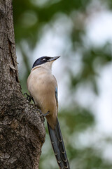 great spotted woodpecker on tree