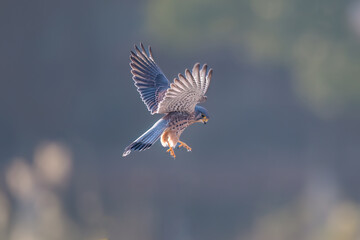 blue tailed hummingbird