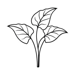 alocasia