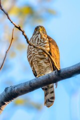 birds in wildlife