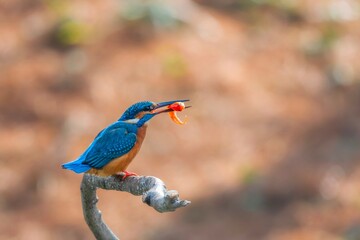 kingfisher on a branch
