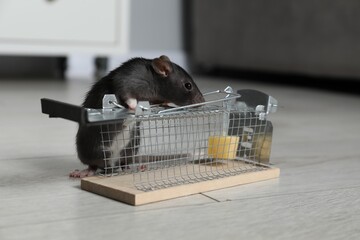 Rat and metal mouse trap with bait indoors
