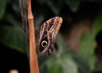 Owl butterfly close up