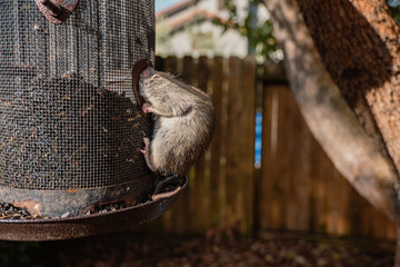 Rat on bird feeder getting seeds 