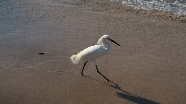 EGRET BEACH 