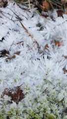 Winter, frost, nature, plant