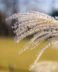 dry grass in the wind