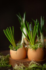 Little spring flowers daffodils, muscari and snowdrop in egg shells 