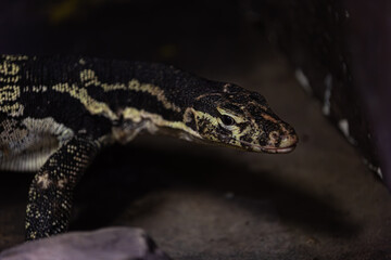 Reptiles: Lizard and pristine nature.