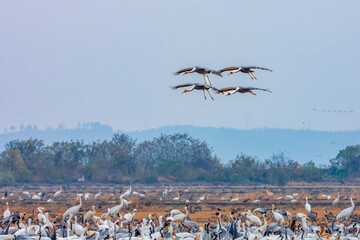 pelicans in flight