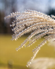 dry grass in the wind