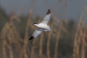 black headed gull in flight
