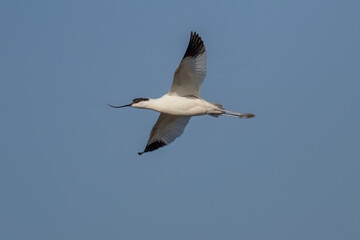 seagull flying in the sky