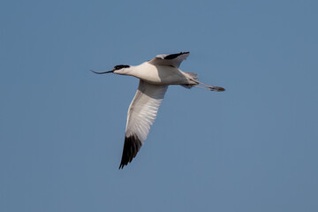 Fototapeta premium seagull flying over blue sky