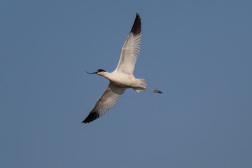 seagull flying in the sky