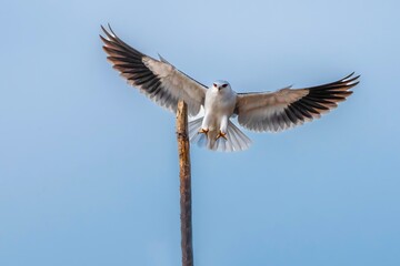 black vulture in flight