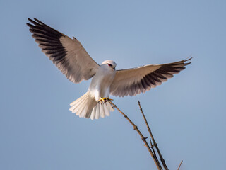 Obraz premium birds in wildlife
