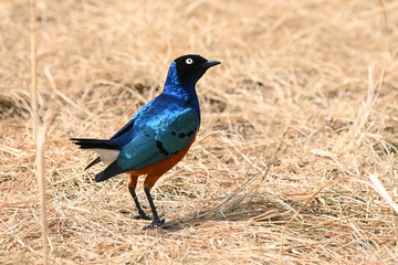 common starling in the wild