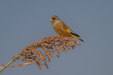 great tit parus major