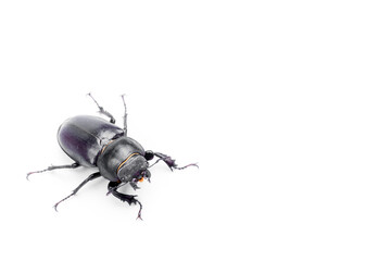 Close-Up of Stag Beetle with Majestic Antlers Against White Background, Lucanus cervus