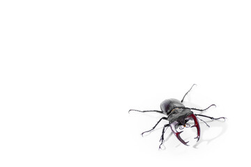 Close-Up of Stag Beetle with Majestic Antlers Against White Background, Lucanus cervus