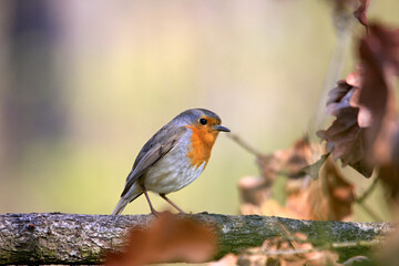 Small colorful bird on a branch in the forest