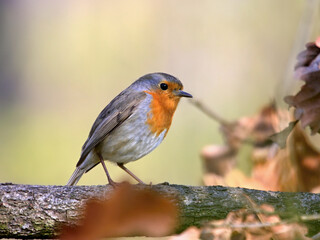 Small colorful bird on a branch in the forest