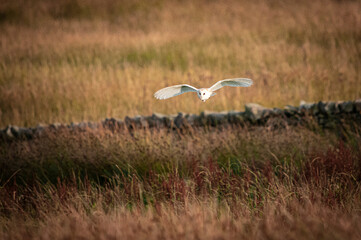An autumnal HDR image of a Western Barn Owl, Tyto alba, quartering a field in search of food....
