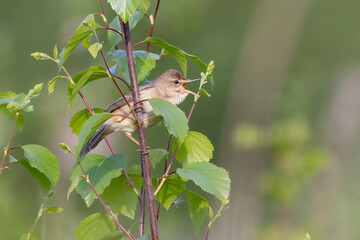 Marsh Warbler