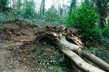 Storm Damage. A large tree uprooted in a recent storm showing the root formation and damage to the bankside