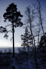 View of trees against the sky during winter