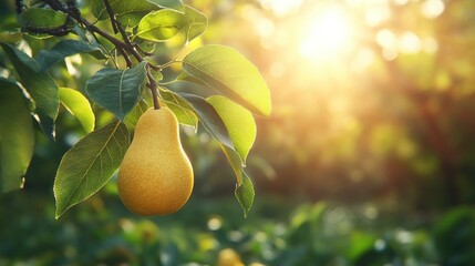 Golden Hour Pear: A single ripe pear hangs from a branch, bathed in the warm glow of the setting sun. Lush green leaves surround it, creating a vibrant and idyllic scene.