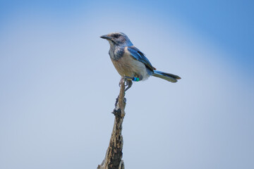 Florida Scrub Jay