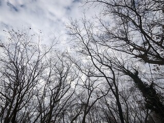 silhouette trees against the sky