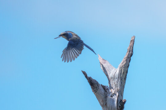 Florida Scrub Jay