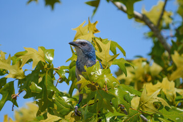 Florida Scrub Jay